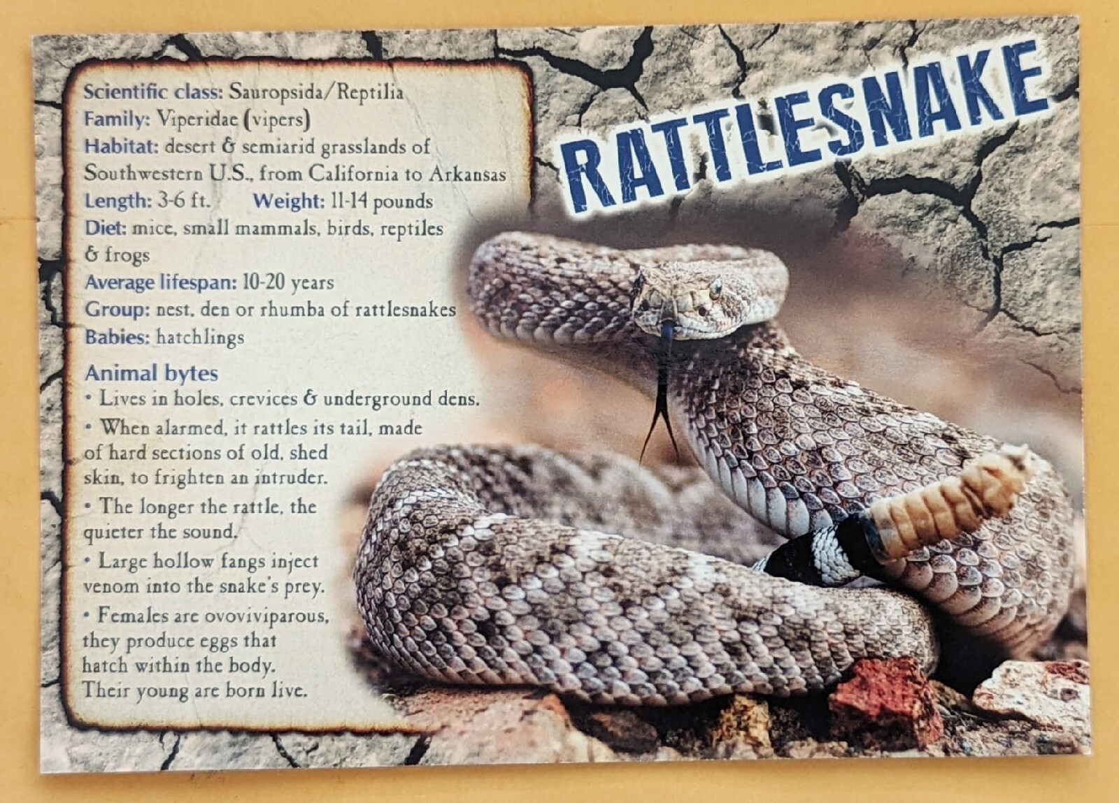 Recipe Postcard:  Rattlesnake recipe.