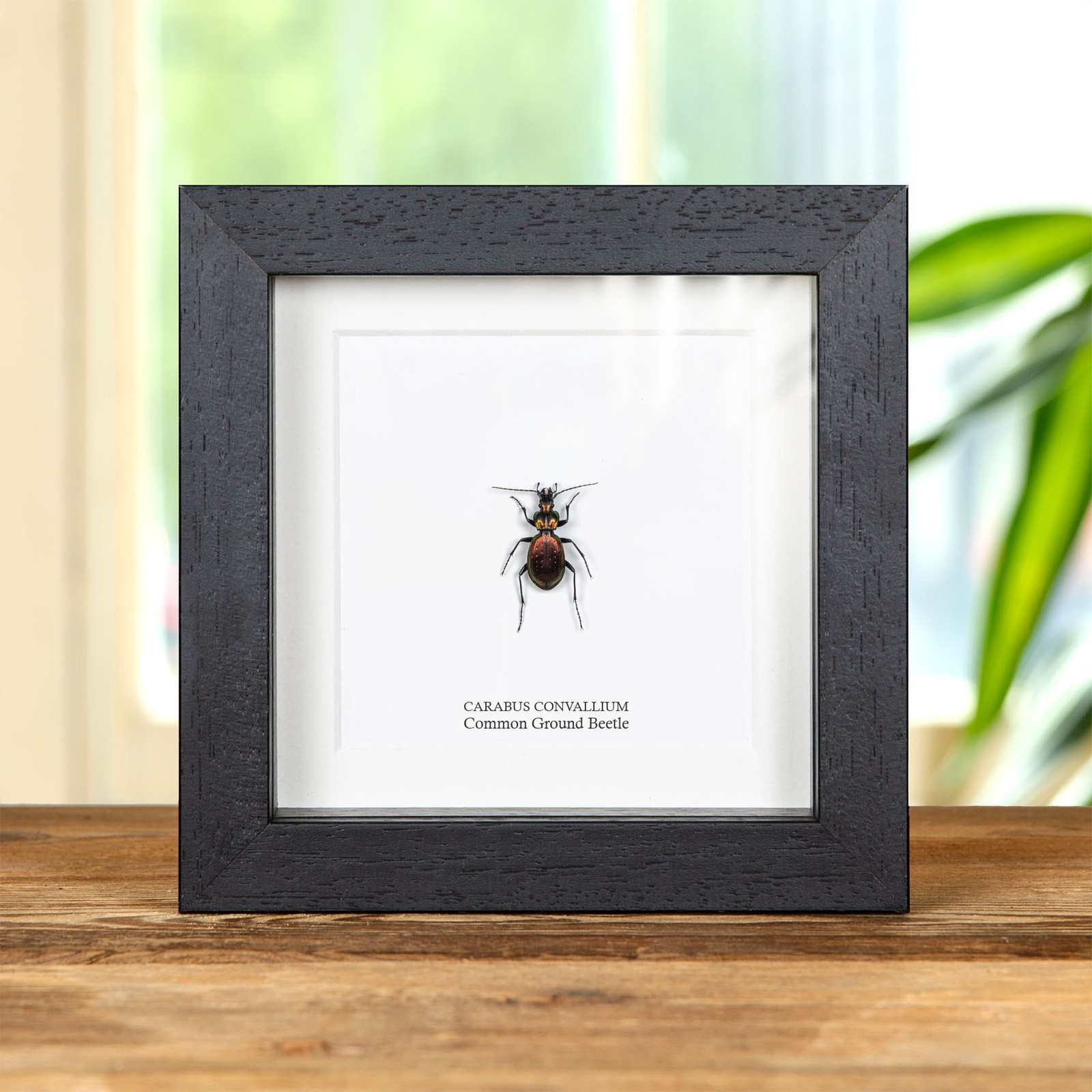 Common Ground Beetle In Box Frame (Carabus convallium)