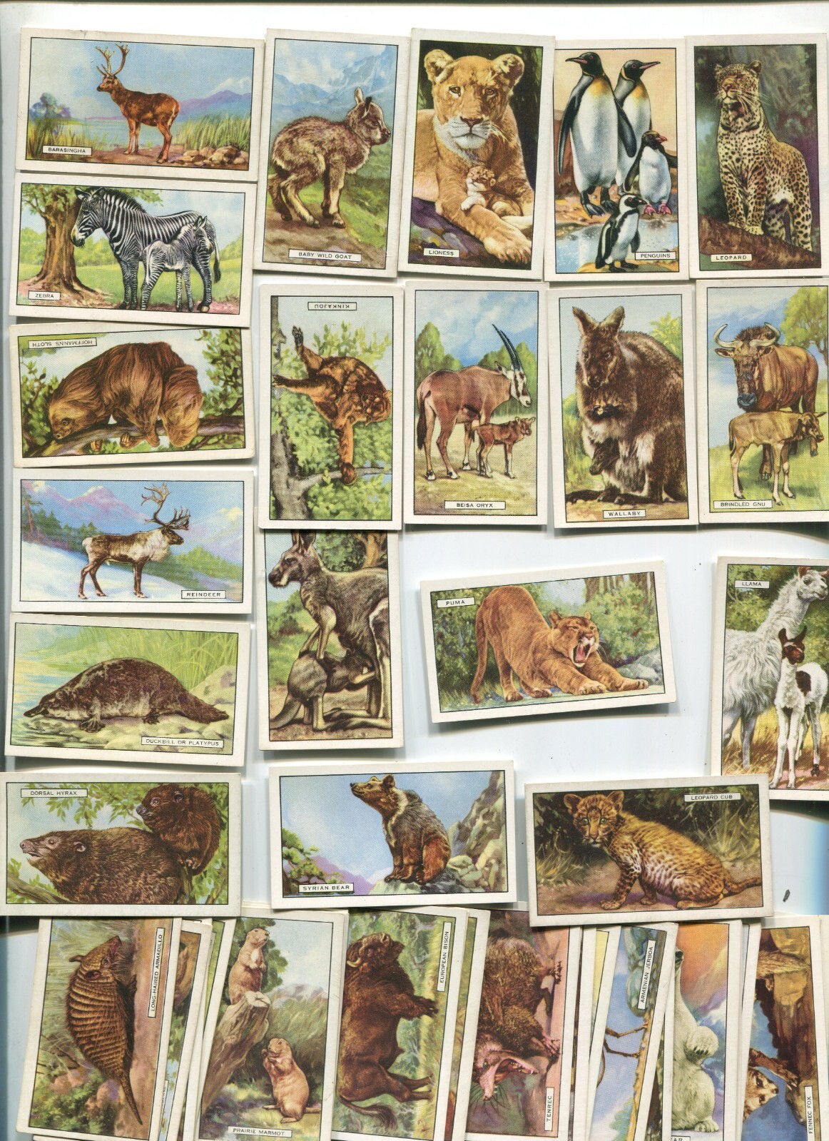 1937 GALLAHER LTD. WILD ANIMALS 48 DIFFERENT COLLECTOR TOBACCO CARD SET