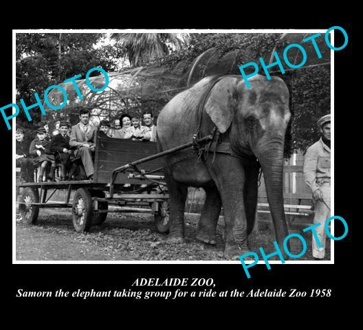 OLD 6 X 4 6x4 HISTORIC PHOTO OF ADELAIDE ZOO SAMORN ELEPHANT RIDE 1958