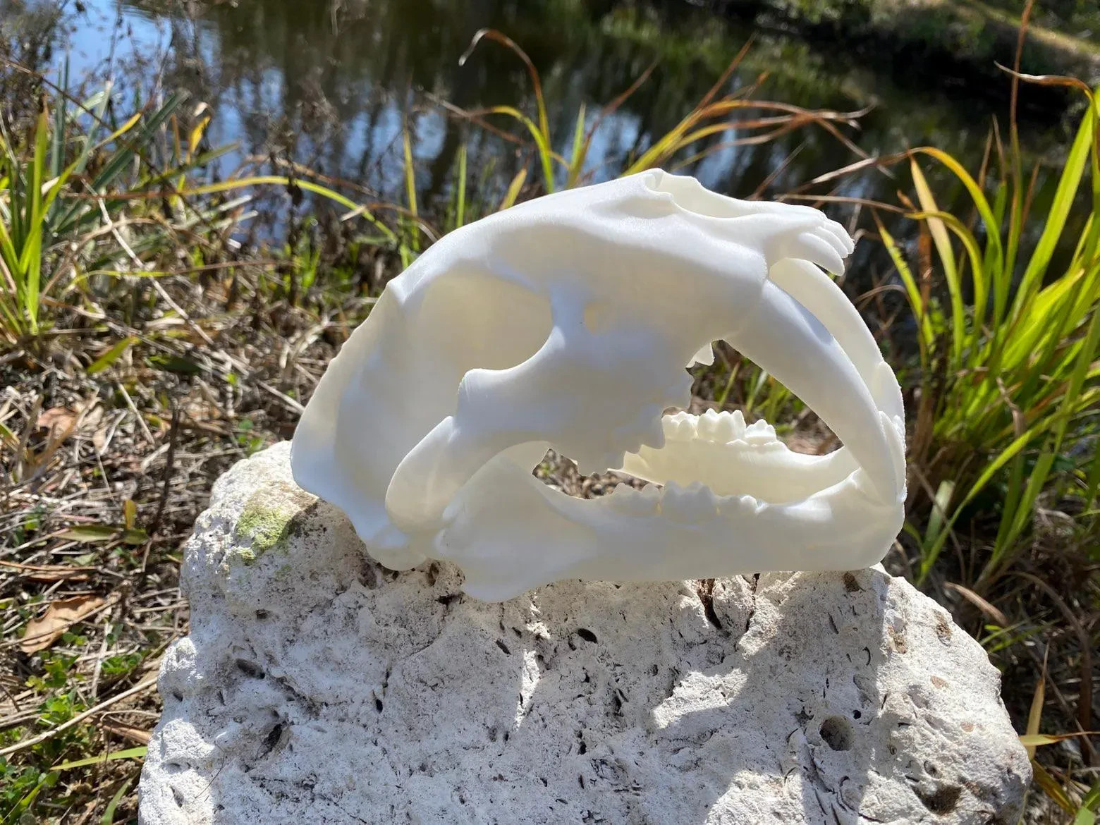 Sabertooth Tiger Skull (Smilodon Fatalis) Replica