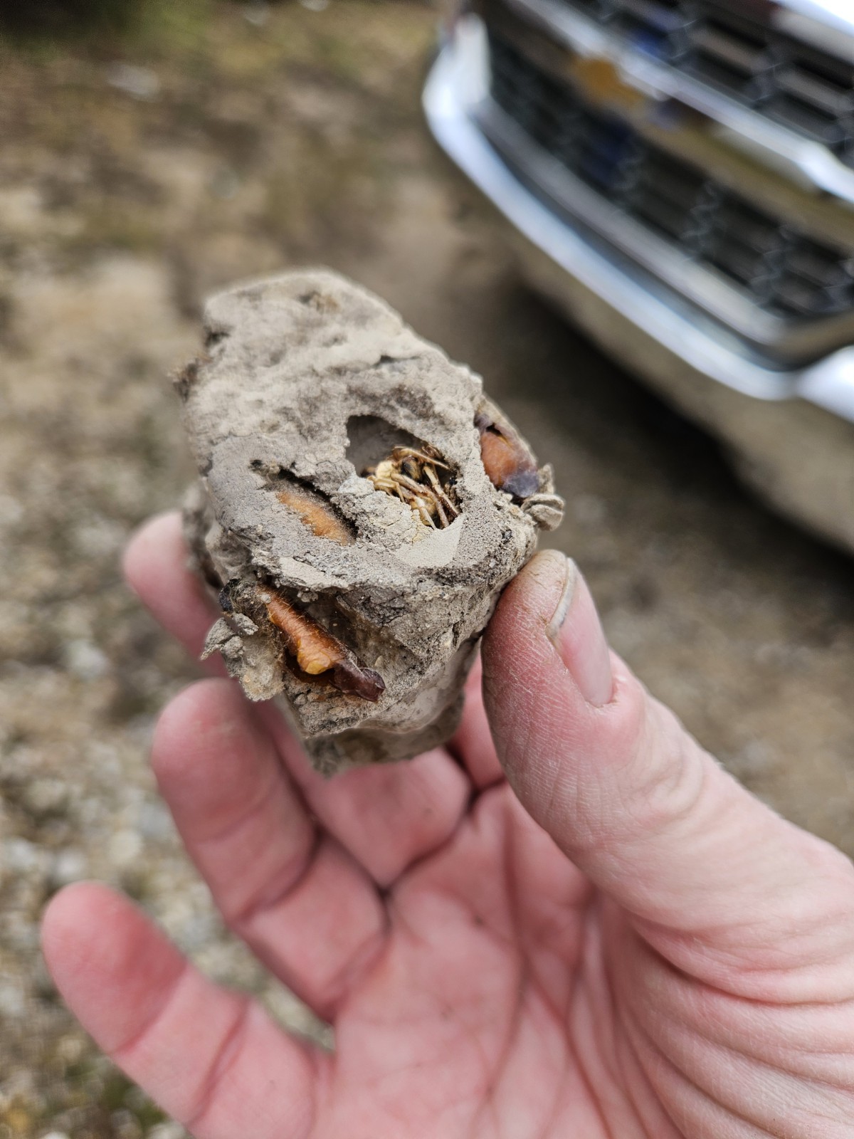 Real Mud Dauber Wasp Nest Specimen - Natural Science Curio Oddity - Spider Cells