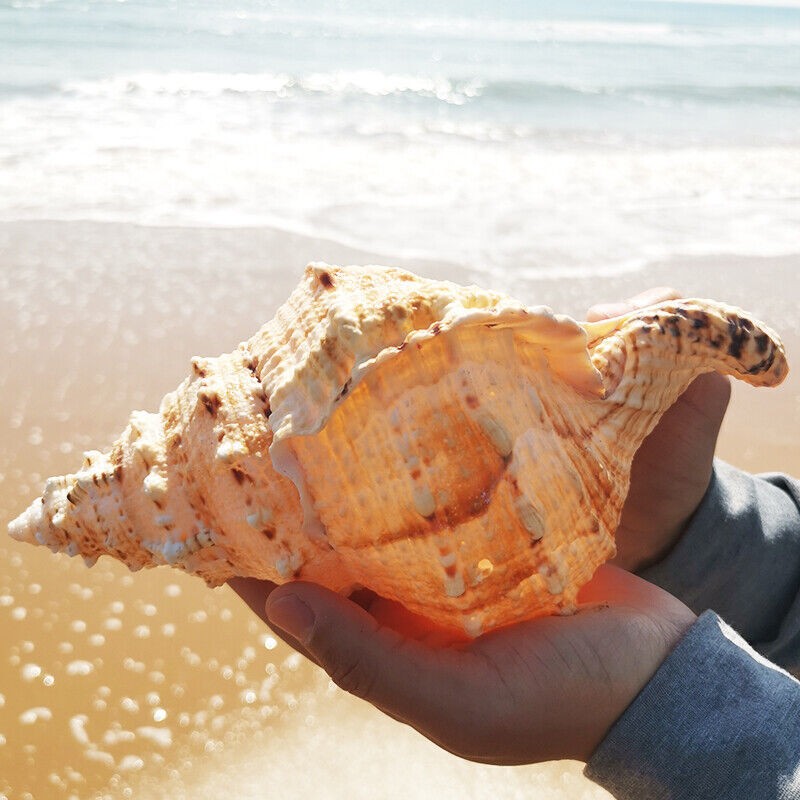 23CM 9inch Natural Aquariums Create Micro-landscapes Large Marine Snail Ornament