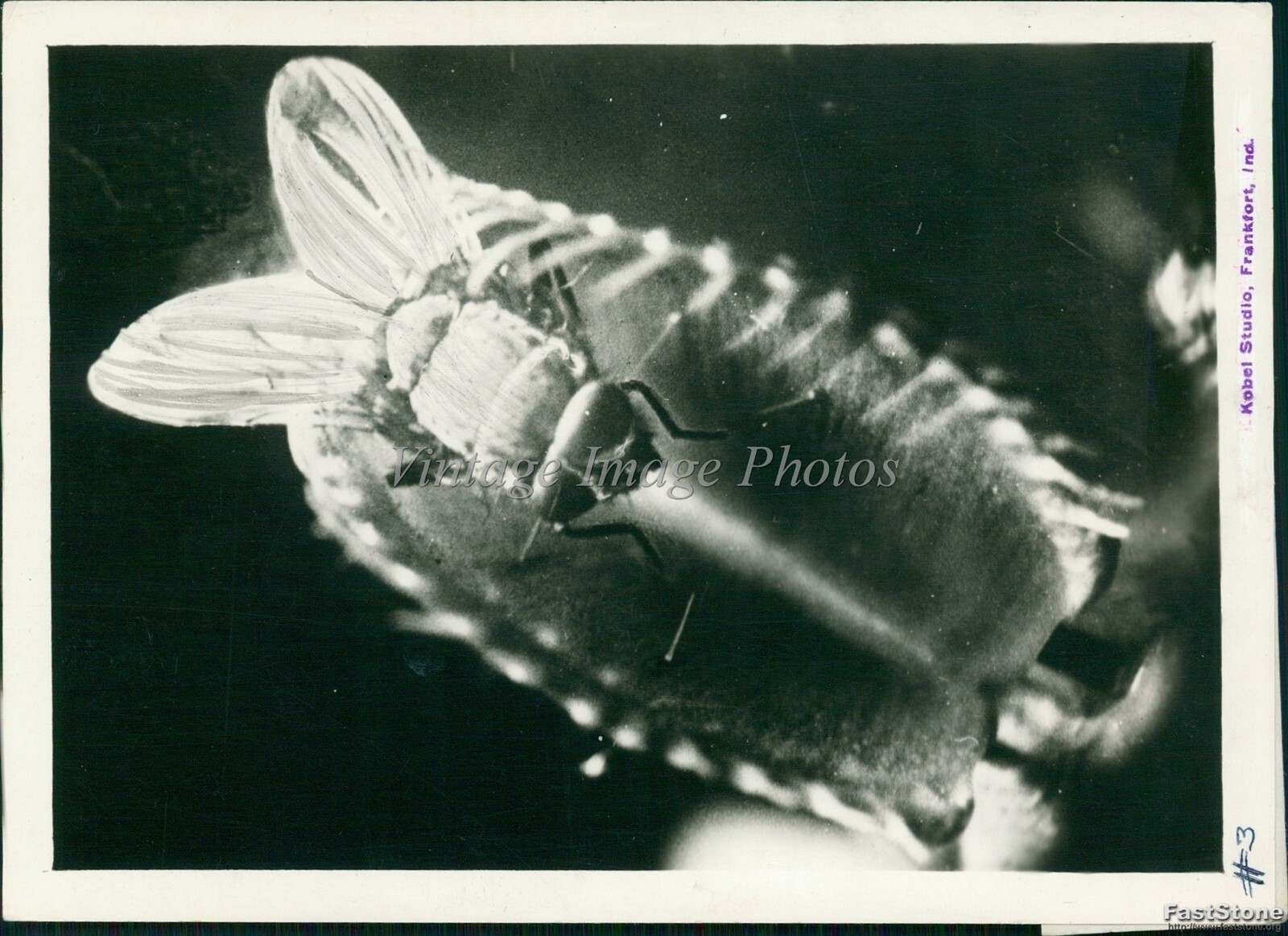 1939 Housefly Hovers Unwittingly Over Maw Of Venus Flytrap Animals Photo 5x7