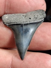 Extinct Lesser Great White Mako Hastalis From Venice Fl Golden Beach 1.36 picture