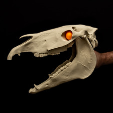 Mari Lwyd Skull Replica Welsh Folk Costume Horse Skull Hinged Jaw Prop 17in picture