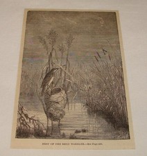 1881 magazine engraving ~ NEST OF THE REED WARBLER picture