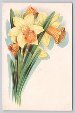 Vintage Embossed Daffodil Flower Series Postcard c. 1910s Floral Art picture