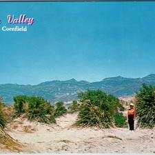 c1950s Death Valley CA Devil's Cornfield Desert Landscape Chrome Postcard picture