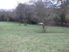 Photo A3 Australian heron Marle Green Perched in tree near small pond ju c2010 picture
