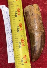 Rare Carcharodontosaurus Dinosaur Tooth T Rex Cousin 95 Mil Yrs Fossil 3 1/4” picture