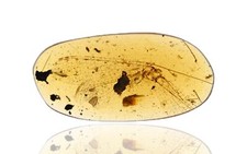 RARE Zygoptera (Damselfly), Fossil insect inclusion in Burmese Amber picture