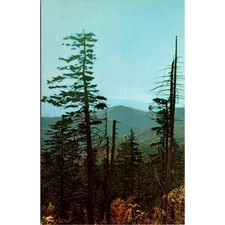 Early Morning Scene From Clingman's Dome Vintage Postcard SPJ8 picture