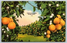 Florida Orange Grove Postcard picture