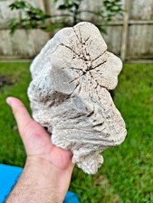 Texas Petrified Wood 8