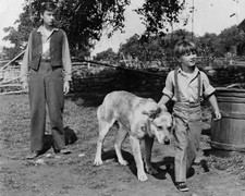 OLD YELLER PRINTS AND POSTERS 105563 picture