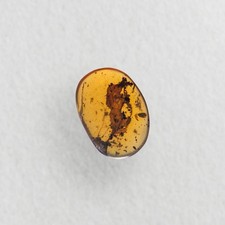 STUNNING LEAVES inclusion in Burmese / Burmite amber fossil / 100% genuine amber picture