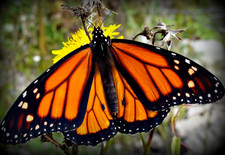 LOT OF 2 DANAUS PLEXIPPUS (MONARCH BUTTERFLY) UNMOUNTED picture