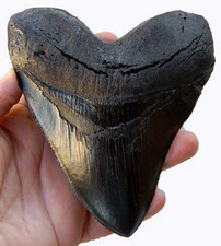 Prehistoric Planet Store 5.5 Inch Megalodon (Carcharodon megalodon) tooth, Black picture