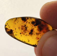 Burmese Amber with Multiple Insect Inclusions - Cretaceous Fossil - Myanmar picture