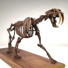 1/10 Smilodon populator Statue Skeleton Model Animal Model Display Leight 11.81