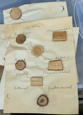 Herbarium & Wood Specimen 1900's Collection 47 Pages Descriptions Antique  picture