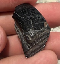 Fossil Ice Age Beaver Tooth Peace River Florida picture