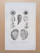 Fossils of the Walnut Clays and Comanche Peak - Antique Geological Print - 1897 picture
