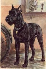 Giant Schnauzer - CUSTOM MATTED - Dog Art Print - German / NEW U picture