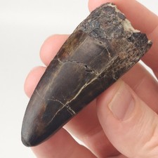 c.f. Carcharodontosaurus 2.52