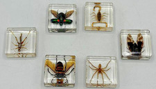 Set of 6 Real Insect & Arachnid Specimen Clear Resin Blocks Scorpion Spider picture
