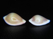 PSEUDOSIMNIA CARNEA: RARELY OFFERED DEEP-WATER OVULID PAIR @ 13.06MM & 12.07MM picture