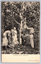 RPPC Trinidad West Indies Picking Cocoa Antique Real Photo Postcard picture
