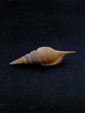 Tibia powisi 68mm seashell Sea shell. Beach #14352 picture