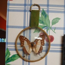 Vintage butterfly taxidermy framed  made in Italy Convex Glass picture