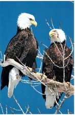 American Bald Eagle Postcard picture