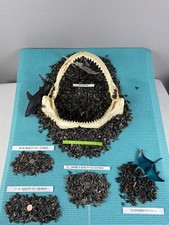 Lot Of 50 (A) Quality Fossilized Shark Teeth & BONUS Items From Venice Fl. picture