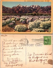 California Winter Scene Mojave Desert Wildflowers Postcard picture
