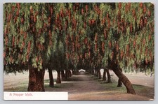 A Pepper Walk Los Angeles CA Vintage Postcard Newman Post Card Co. picture