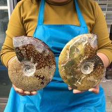 4.2LB 2pc Natural Tentacle Ammonite FossilSpecimen Shell Healing Madagascar picture