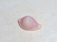 PSEUDOSIMNIA MEAT SPECIAL PINK, MUSTER picture