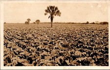 Vast Agricultural Field With A Solitary Palm Tree RPPC Real Photo Postcard TPR28 picture