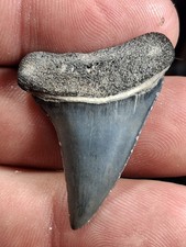 Extinct Lesser Great White Mako Hastalis From Venice Fl Golden Beach 1.47 picture