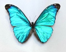 Morphidae Morpho absoloni A1 from PERU - #4326 picture