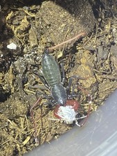 Live vinagaroon Collectible in Container, Photos Show Size Comparison picture