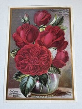 Antique Princess Bonnie Rose Growers Trade Card Dingee Conard West Grove PA LG picture