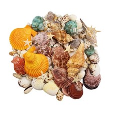 135 PCS Sea Shells Mixed Beach Seashells Starfish, Colorful Various Sizes Natura picture