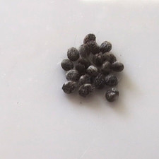 Luna Moth Eggs 20+ Count, Actias Luna, here for only a few days picture