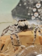 Jumping Spider Female | Jumping Grey spider. Read Info picture