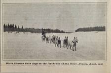 1927 Magazine Photo White Siberian Race Dogs Ice Bound Chena River Alaska April picture